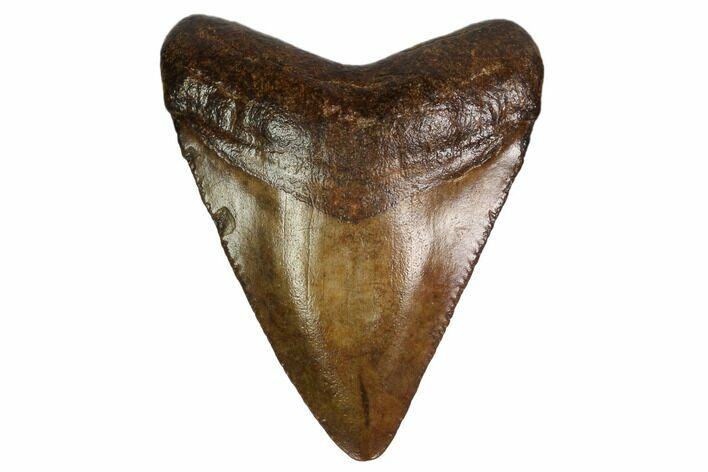 Juvenile Megalodon Tooth - Georgia #158819